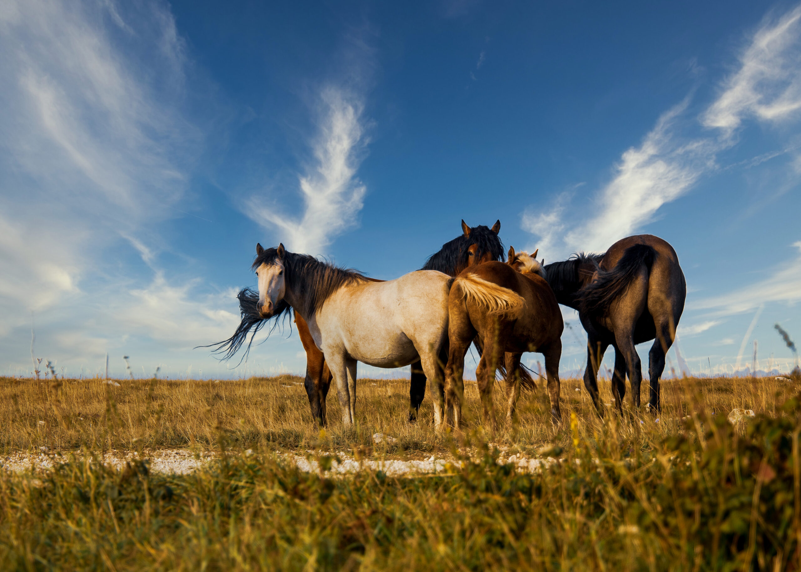 A herd of horses grazing on the pasture under a beautiful sky
