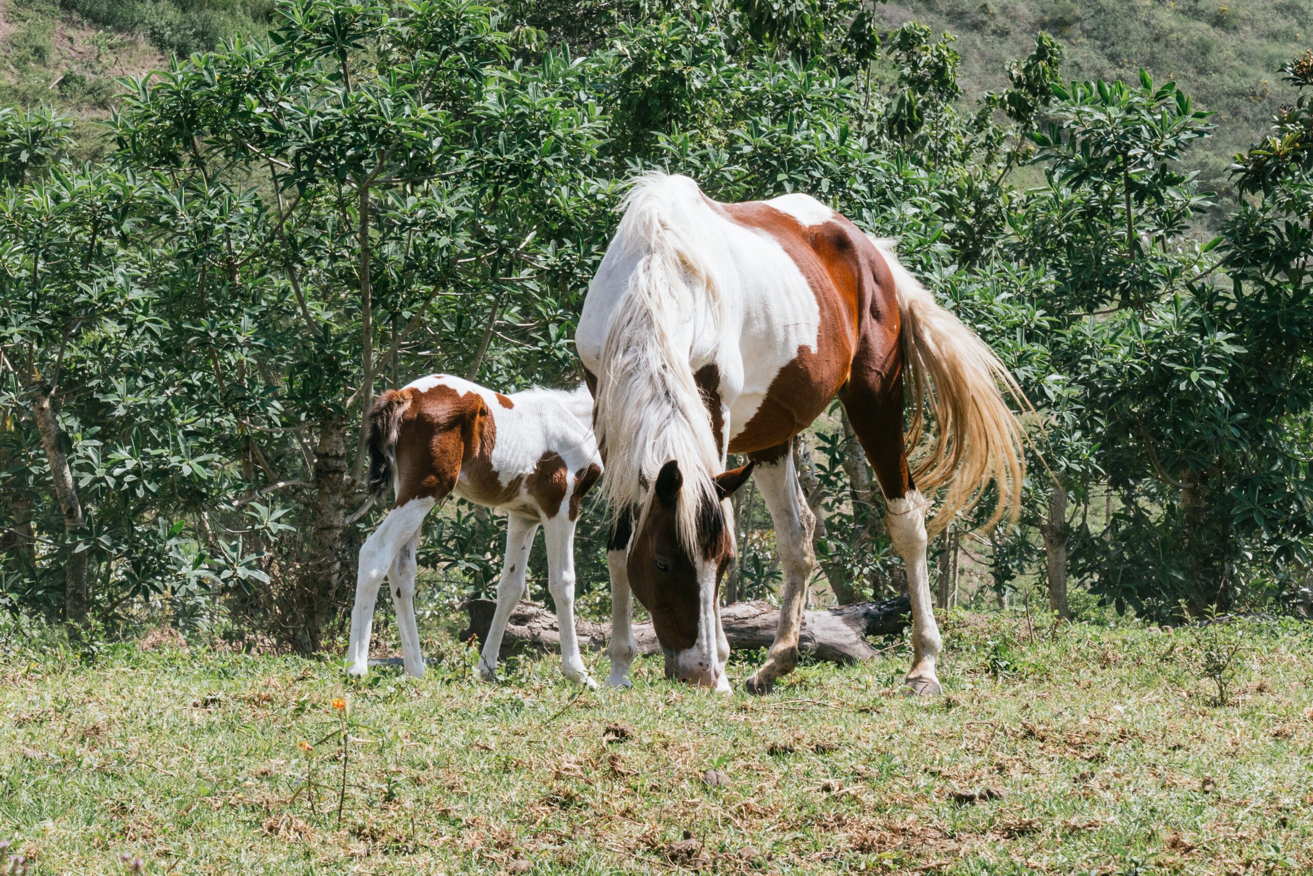 A horizontal view of a horse grazing next to her baby in a forest