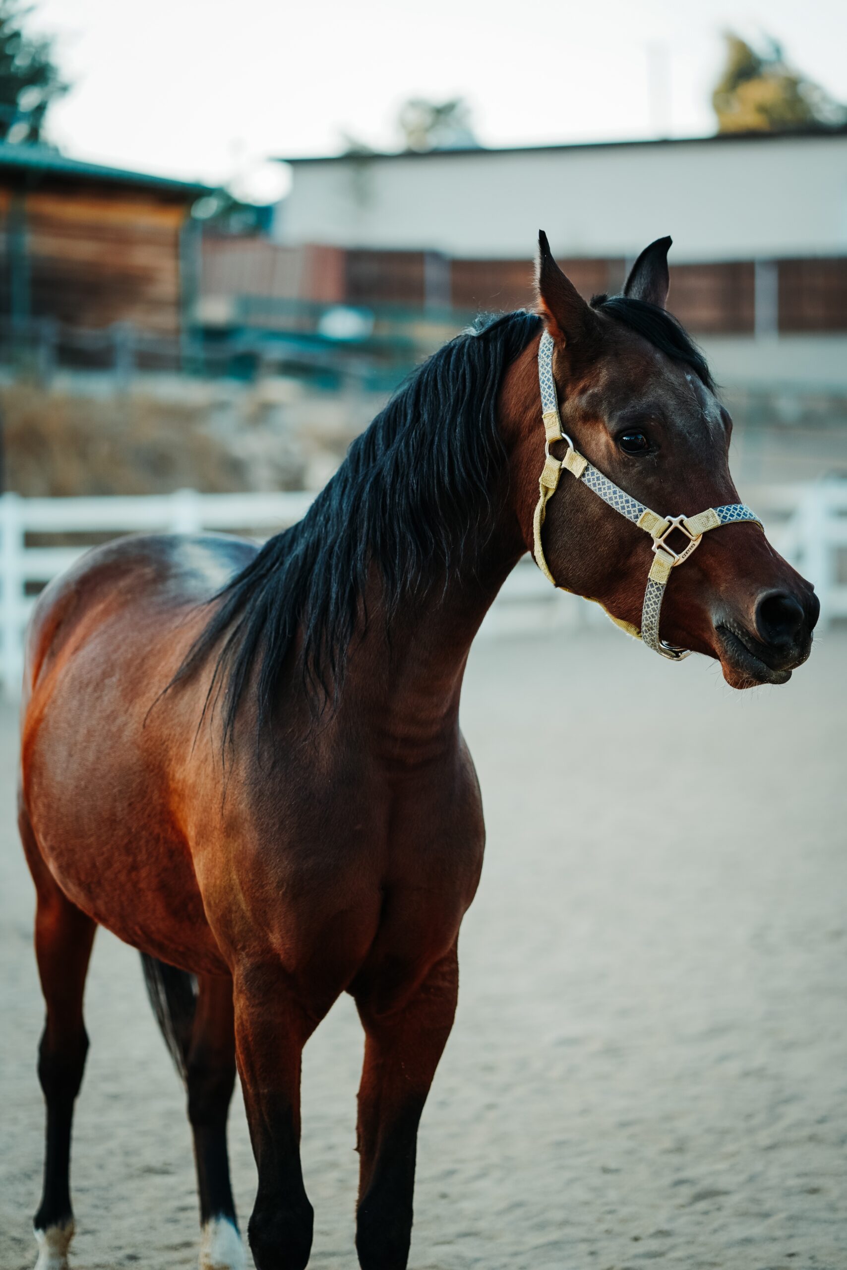 A shallow focus vertical shot of a brown horse wearing a harness standing on a sandy ground with a blurred background