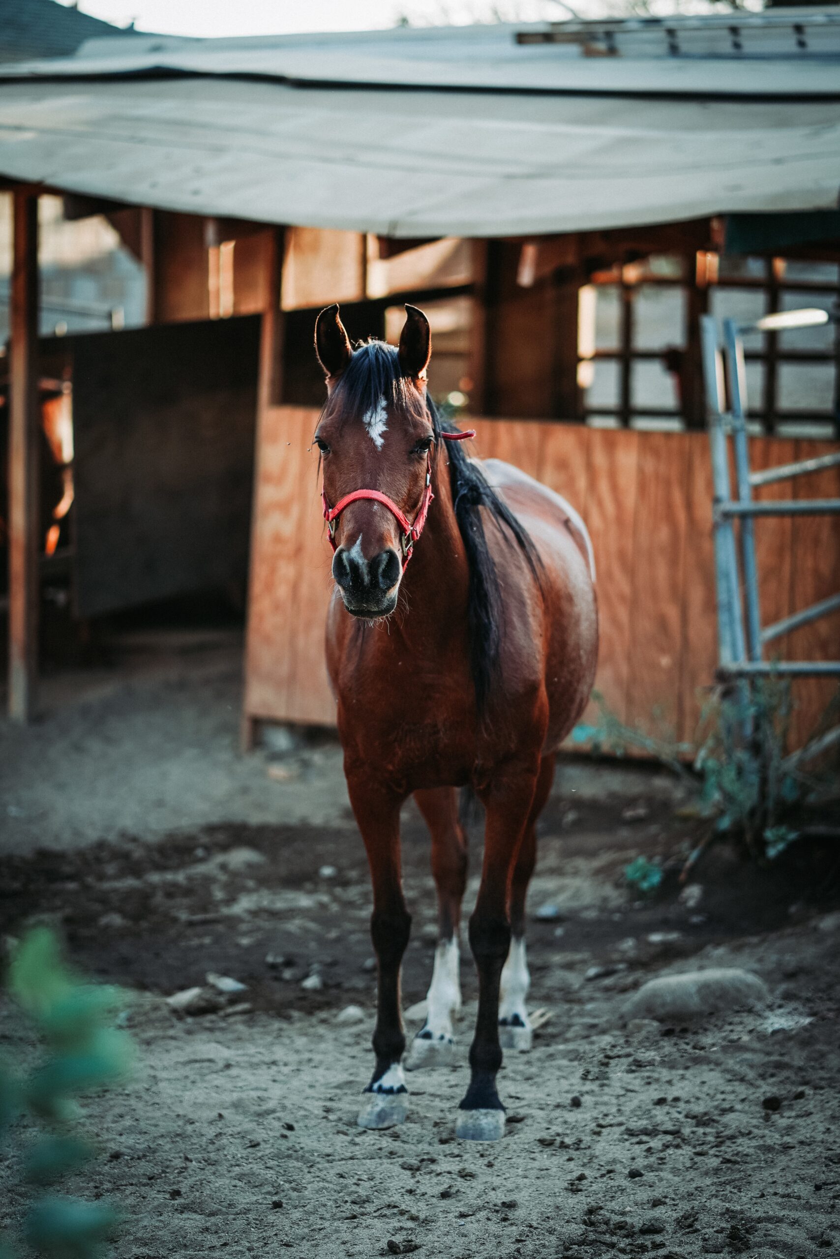 A shallow focus vertical shot of a brown horse wearing a red harness with a blurred background