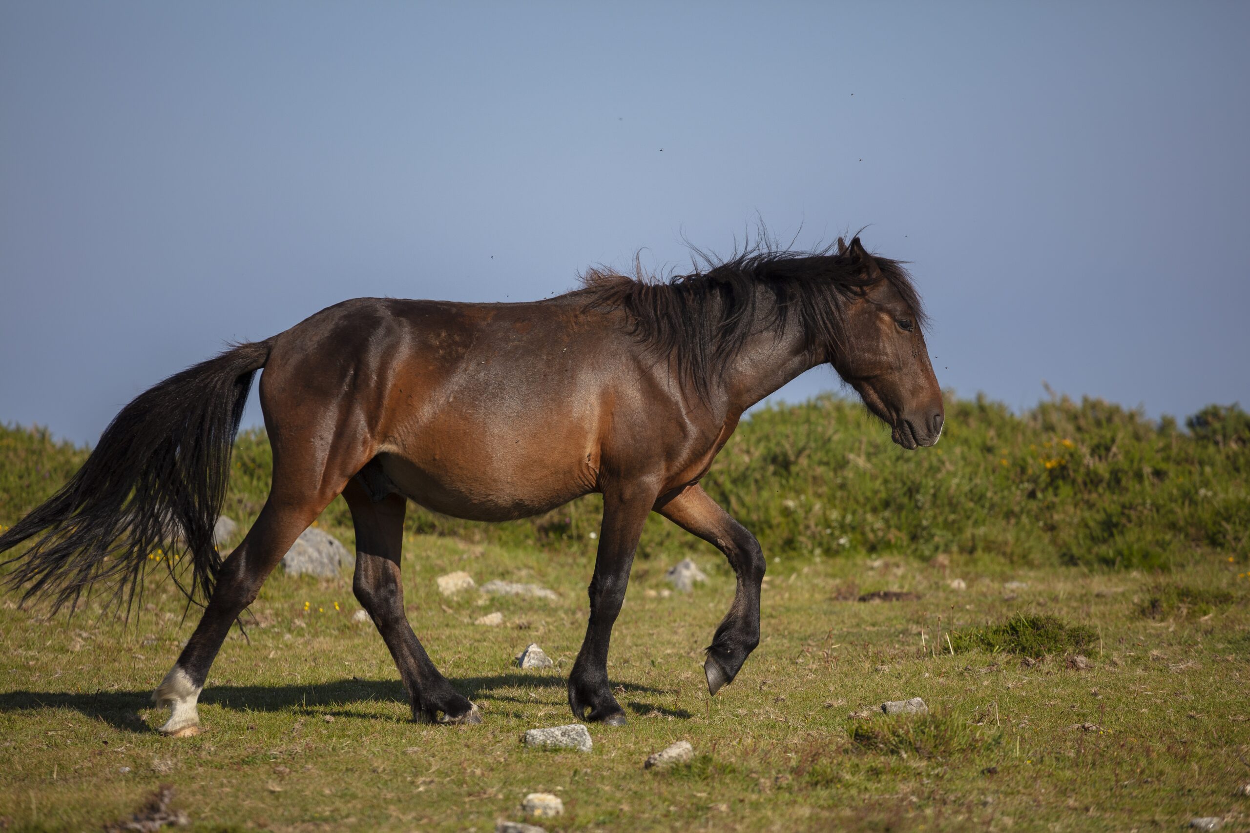 A shot of brown stallion grazing  on a green meadow